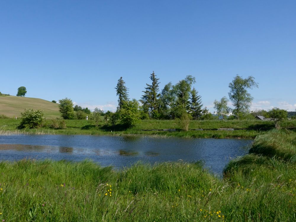 Teich im Turbenriet