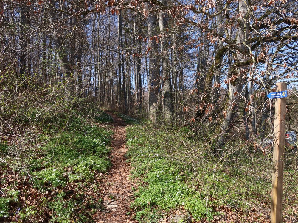 Zickzackweg