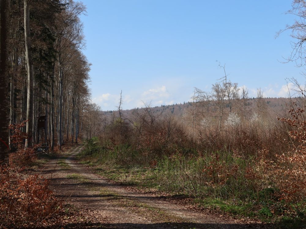 Weg am Waldrand