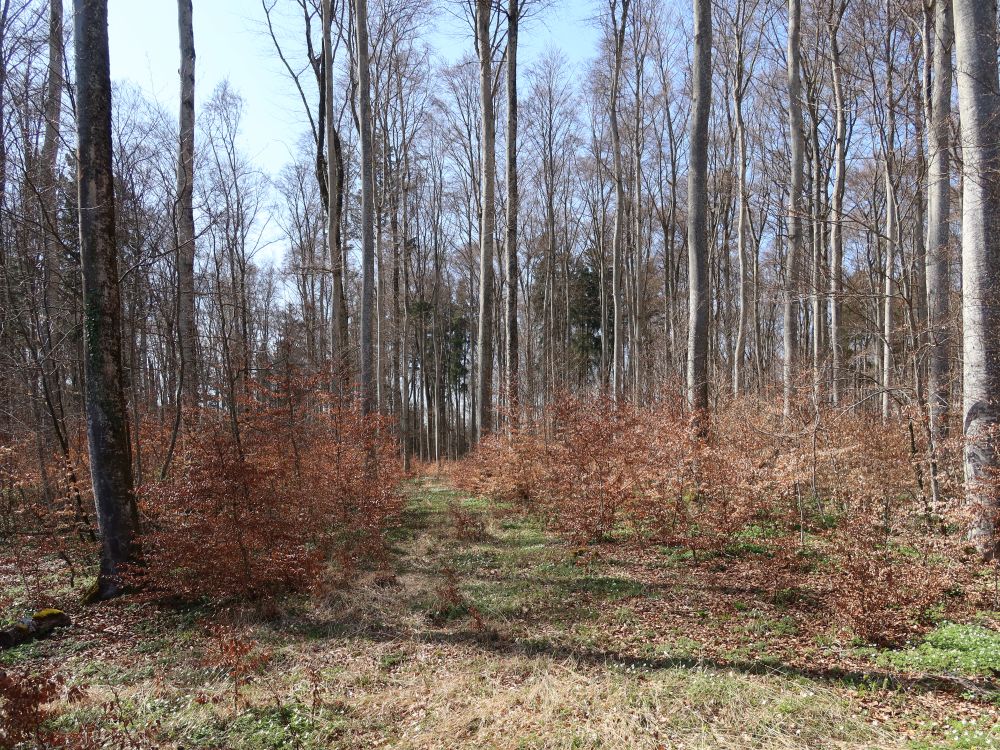 Laubwald ohne Laub