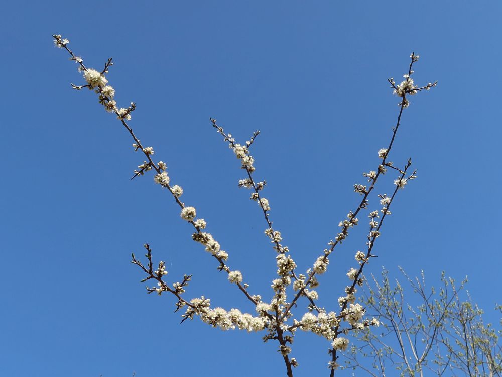 Blüten