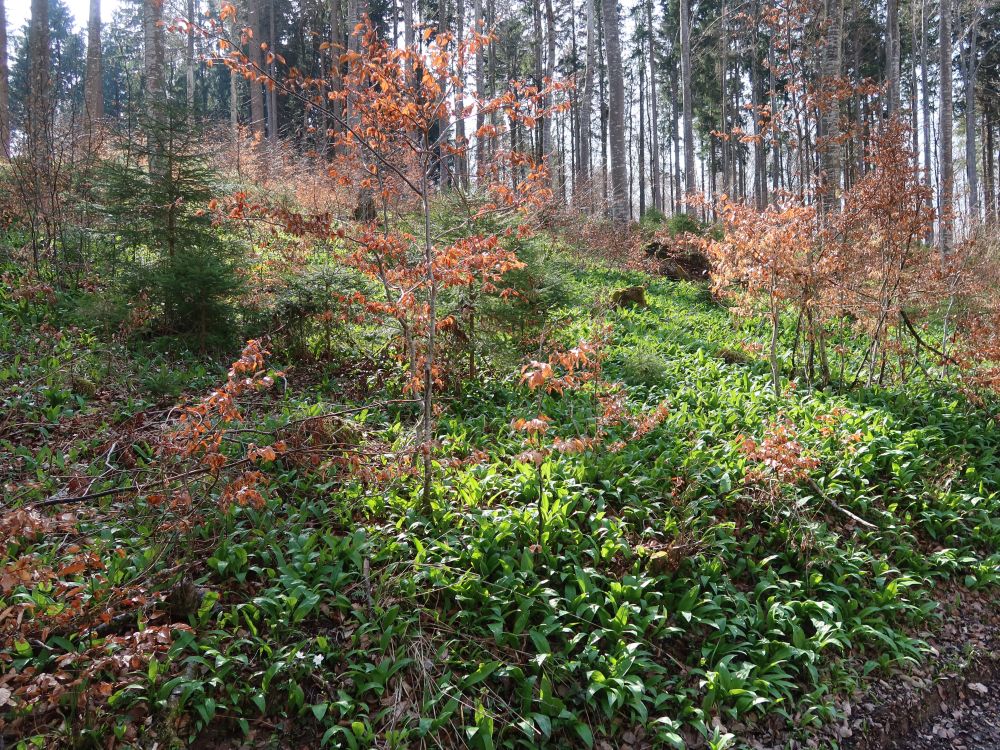 Bärlauchteppich
