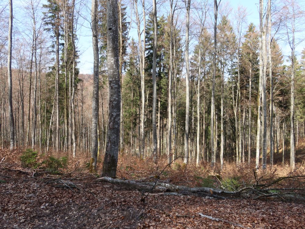Wald