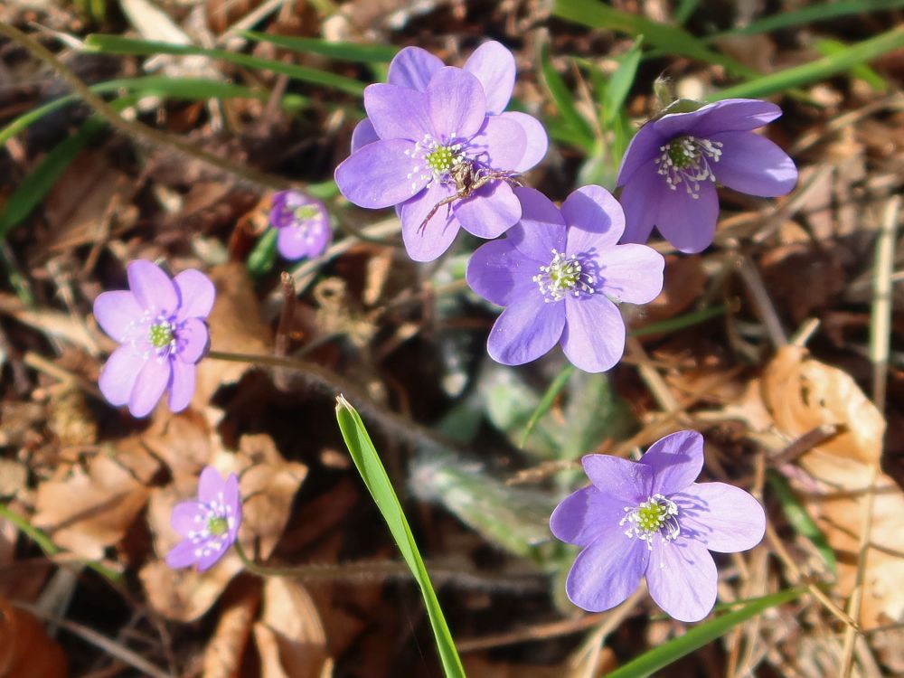 Leberblümchen