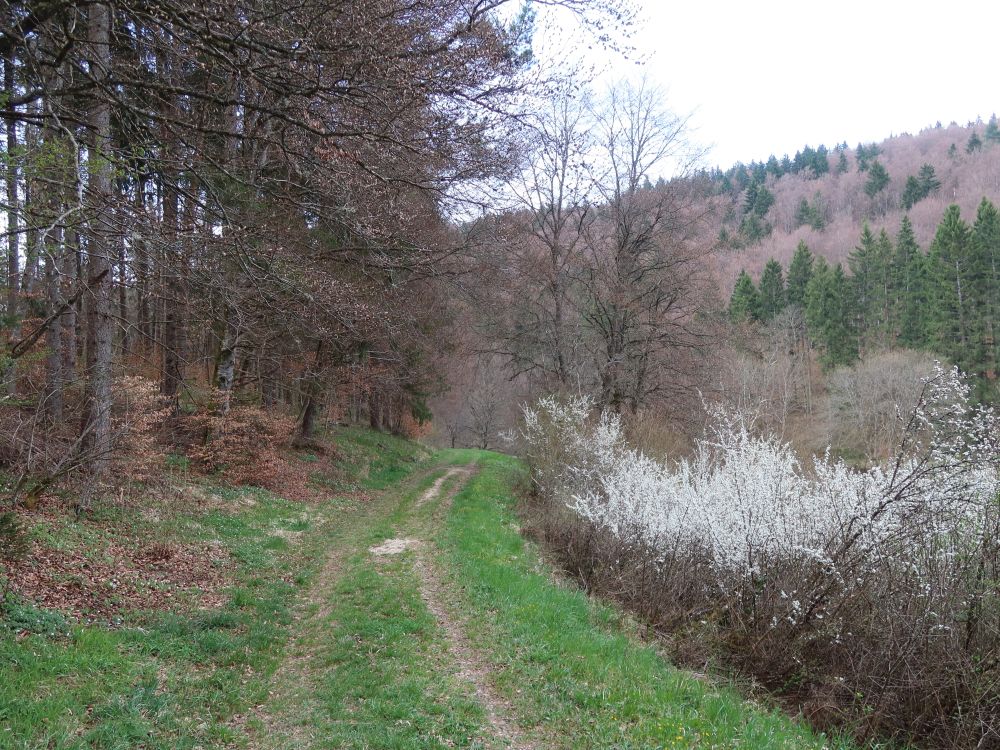 Pfad am Waldrand