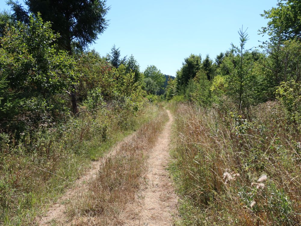 Wanderweg am Hagelsboden