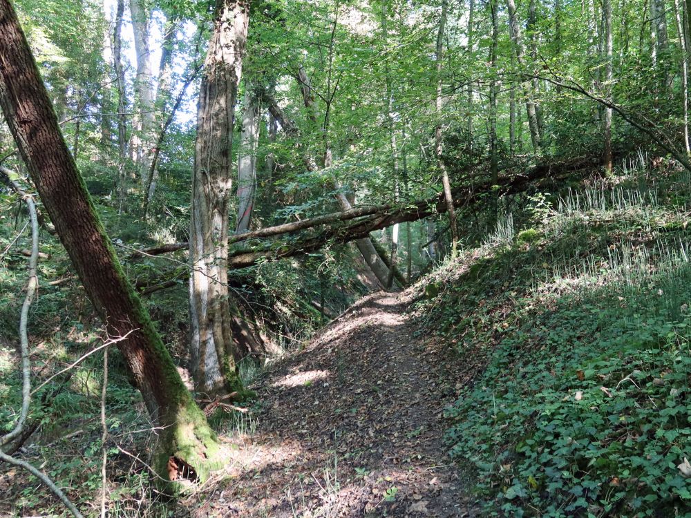 Klingenbachschlucht