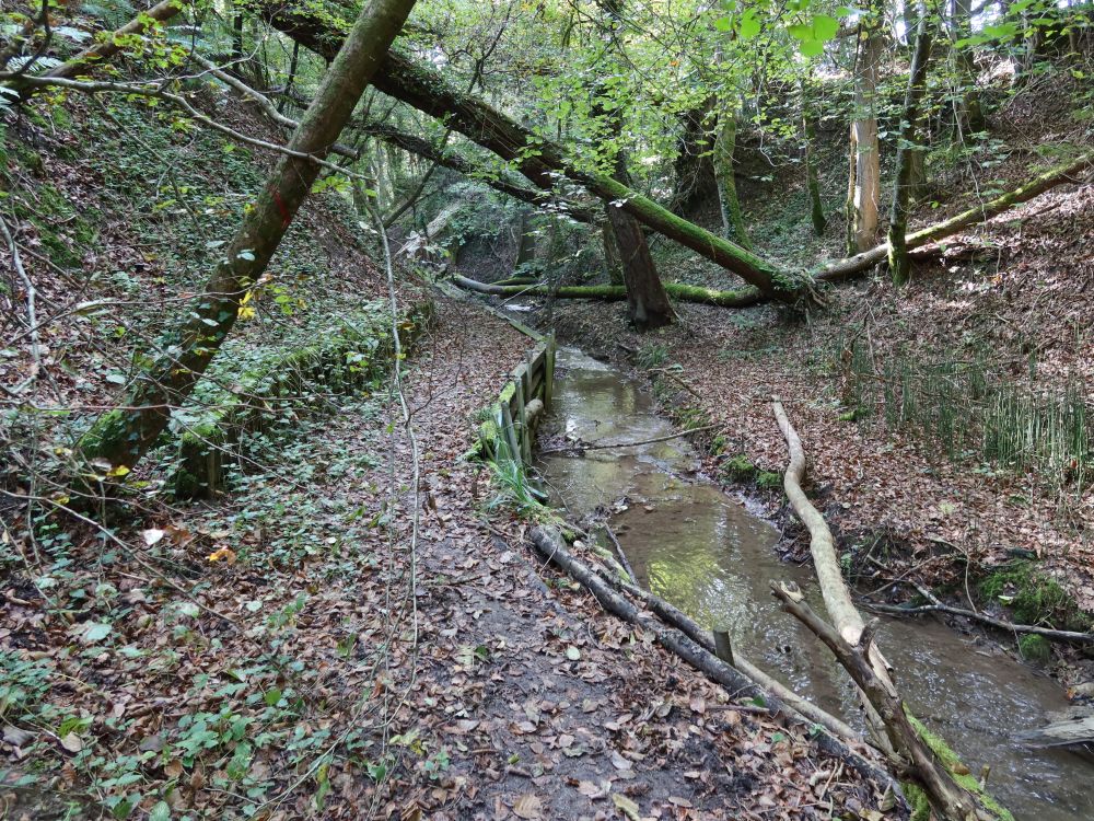 Klingenbachschlucht