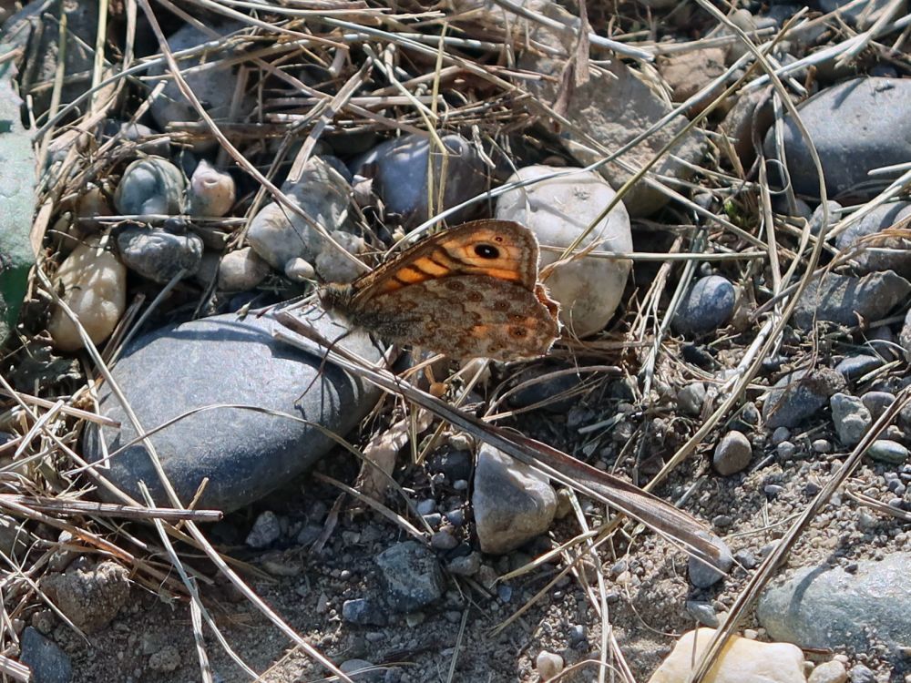 Schmetterling Mauerfuchs