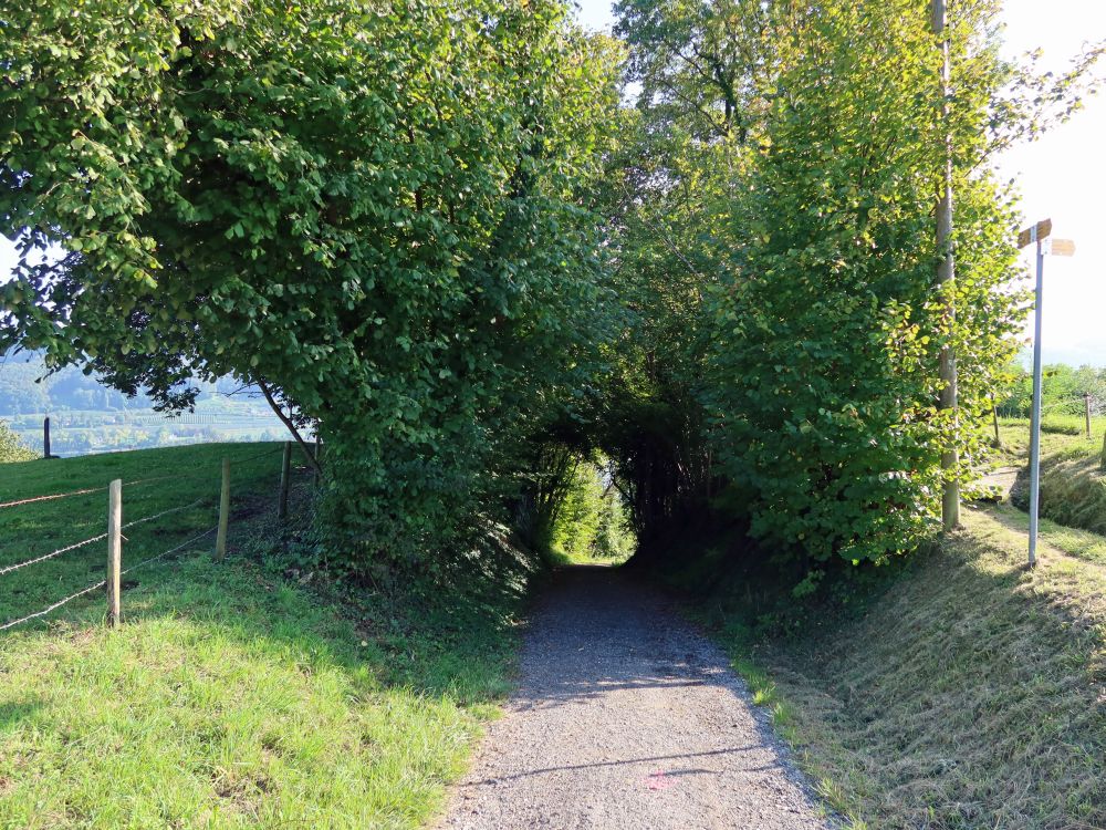 Weg an der Liebeshalde