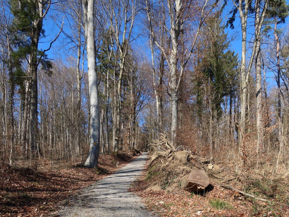 Waldweg