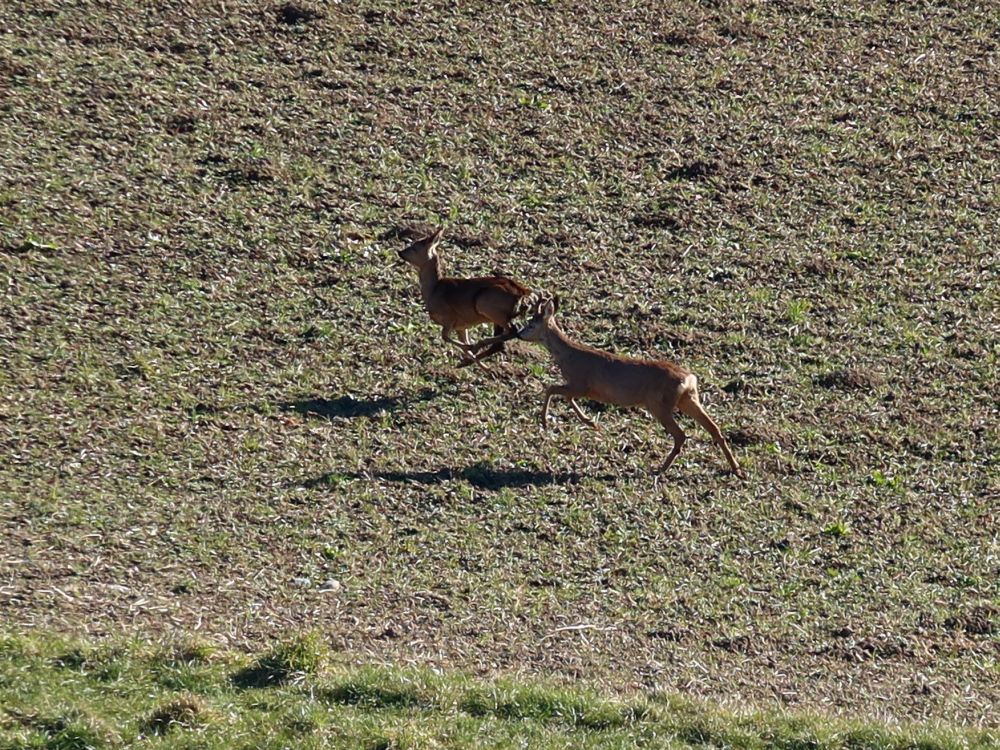 zwei Rehe