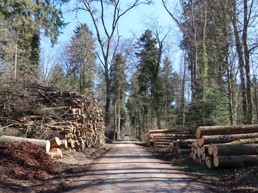 gefälltes Holz