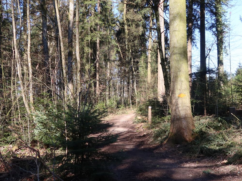 Waldweg