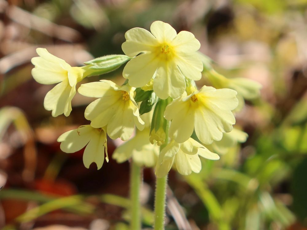 Schlüsselblumen