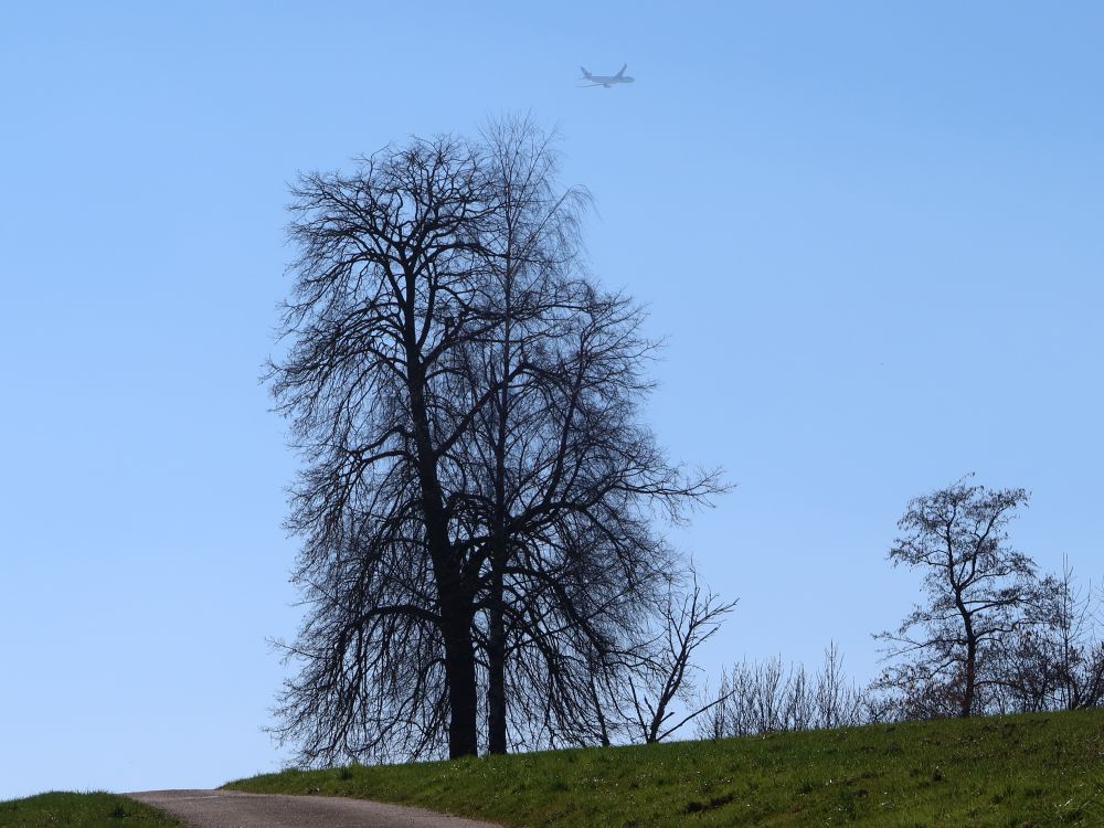 Baum mit Überflieger