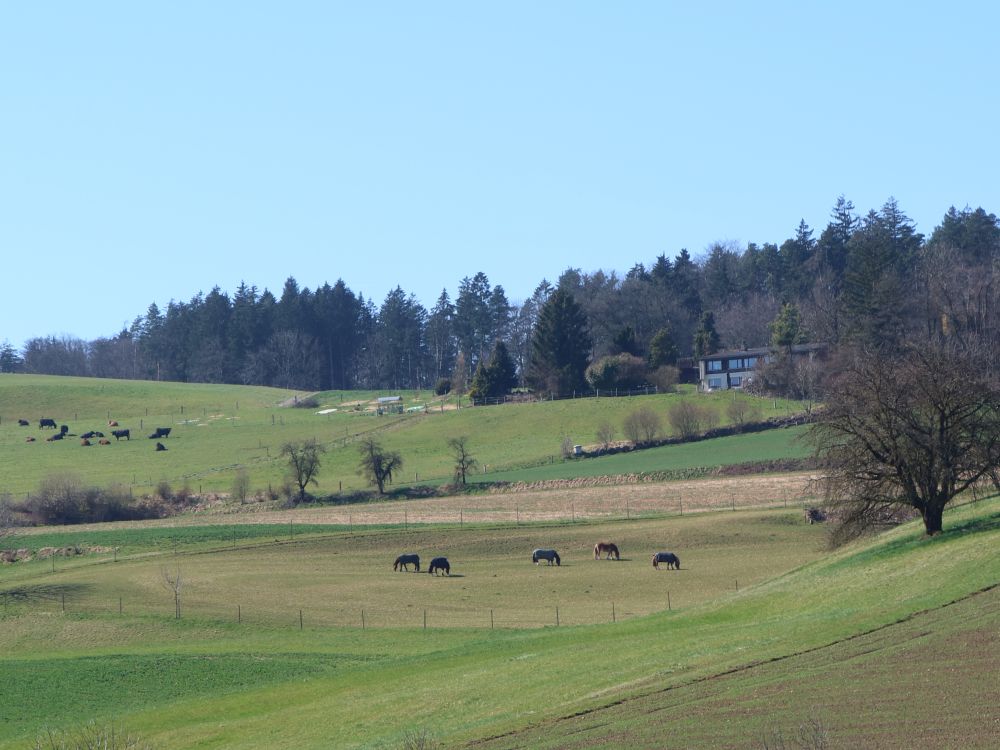 Kuhherde und Pferdekoppel