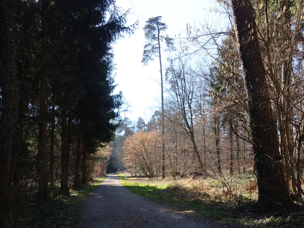 Waldweg