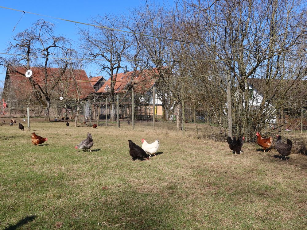 Hühner bei Hintermarchlen