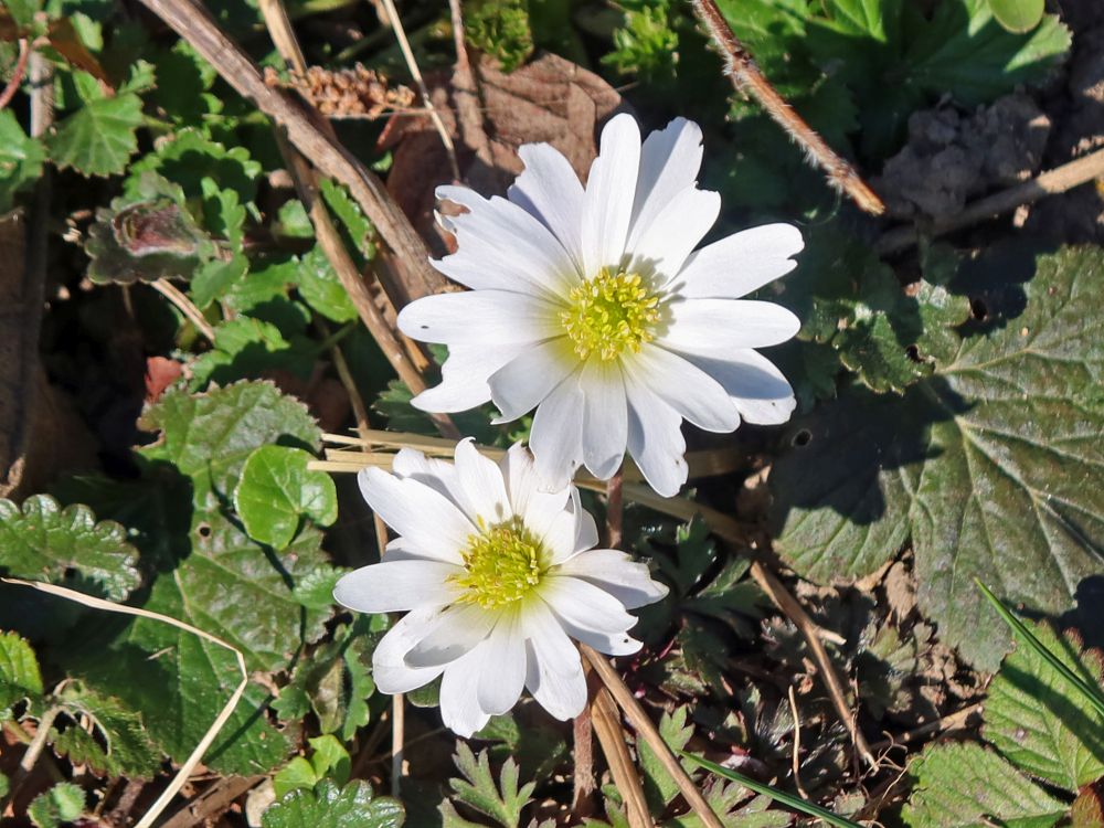 Anemonen