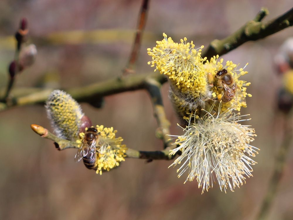 Weideblüten mit Insekten