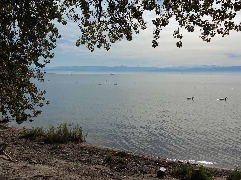 Blick über den Bodensee