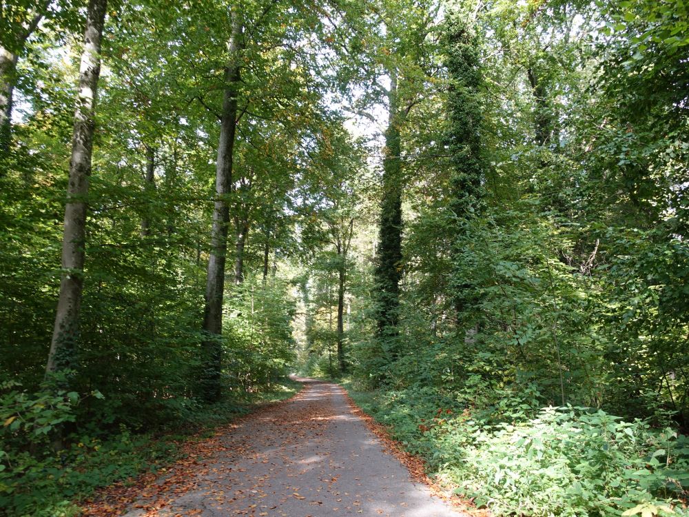 Waldweg