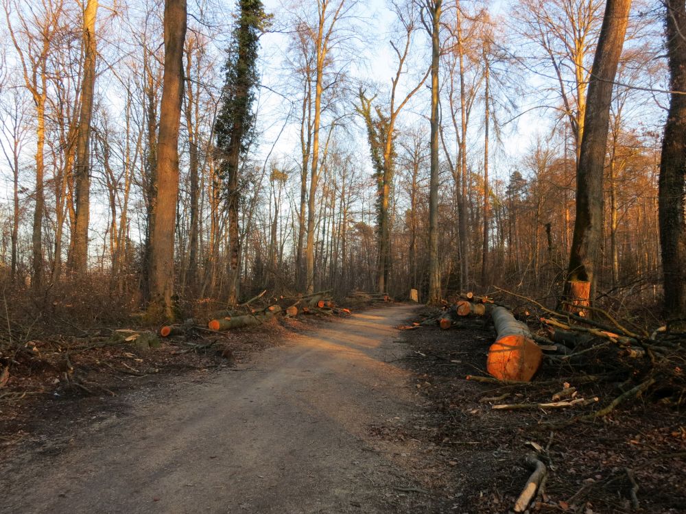 Lorettowald im Abendlicht