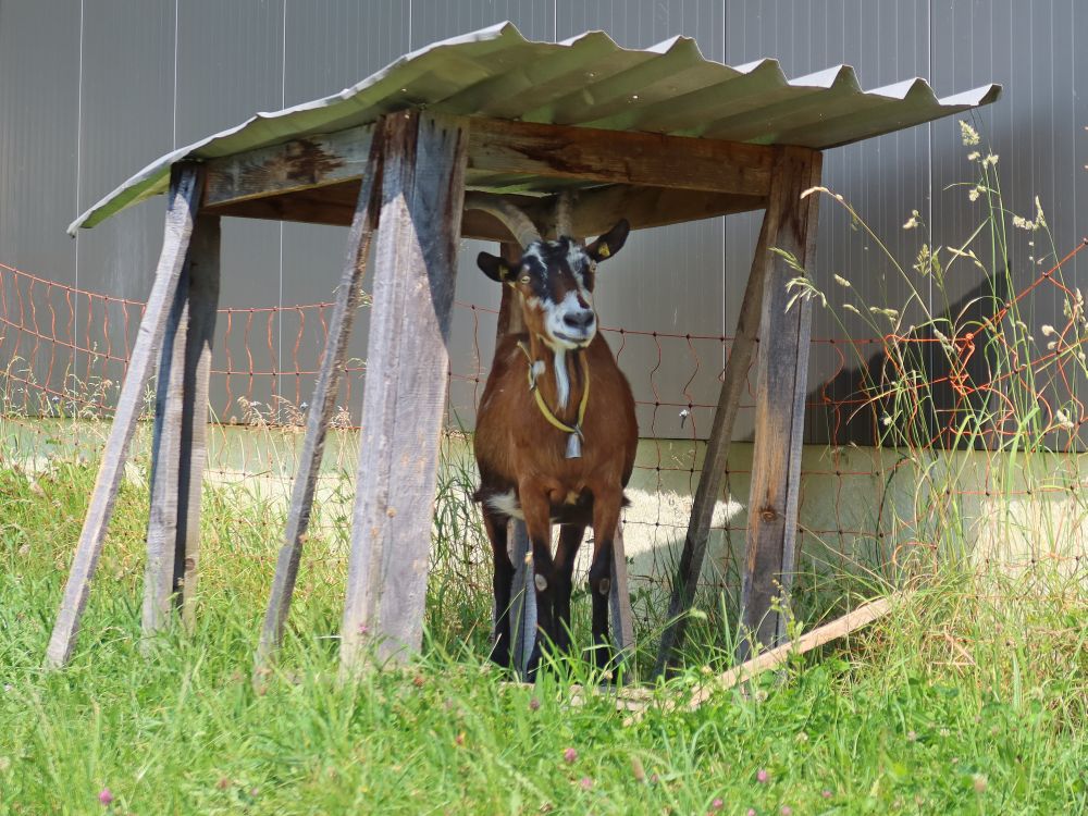 Ziege unterm Schattendach