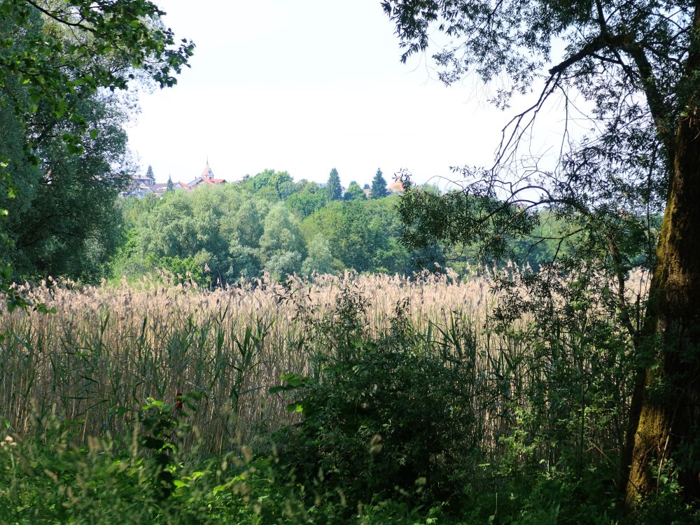 Schilf und Dächer von Litzelstetten