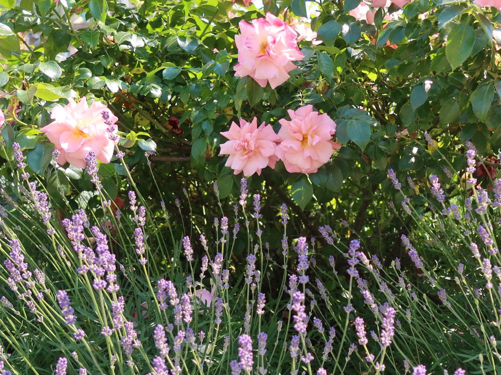 Rosen und Lavendel