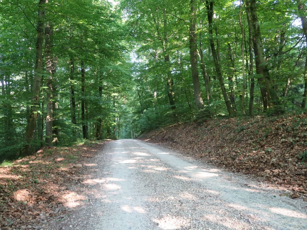 Waldweg im Mainauwald