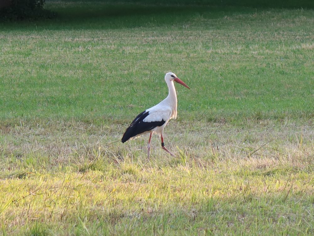 Storch im Hockgraben