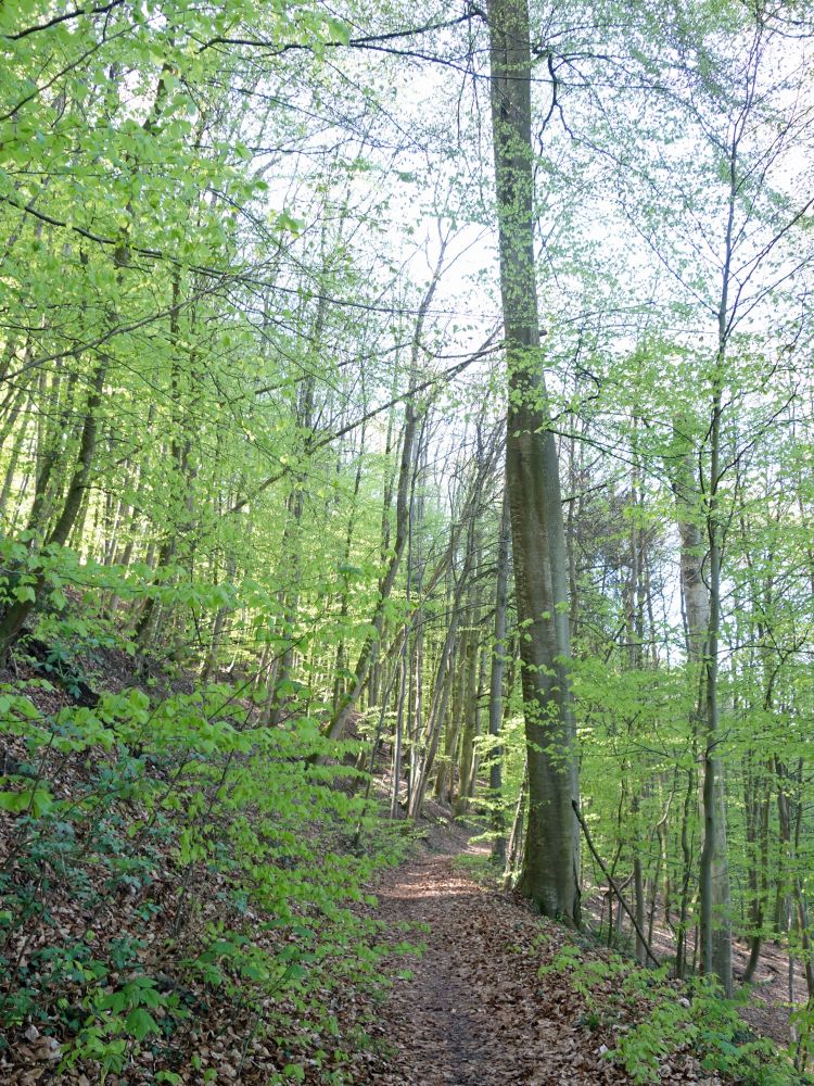 Waldweg