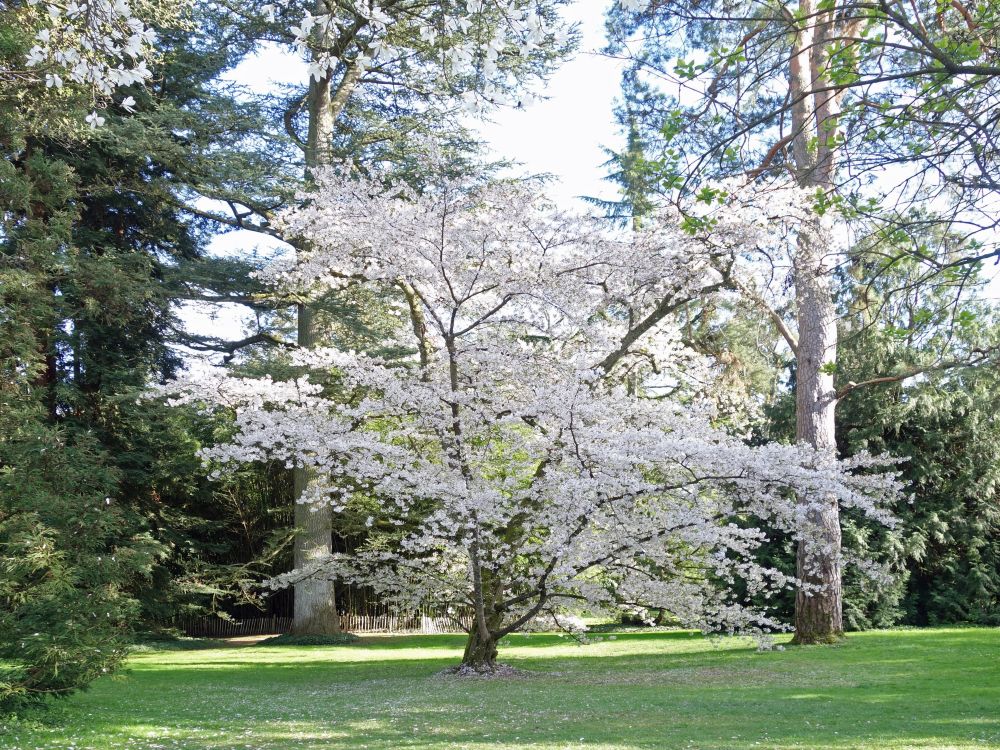 blhender Baum