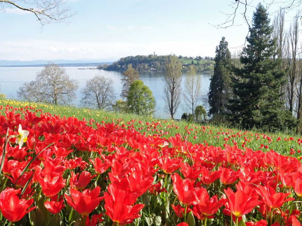 Tulpen und Krähenberg