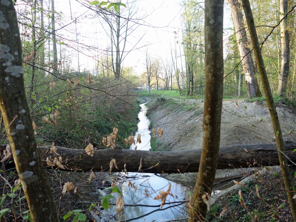 Hockgraben im Lorettowald