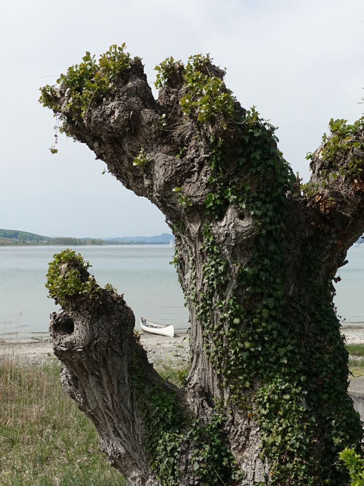 Kanu hinterm Baum