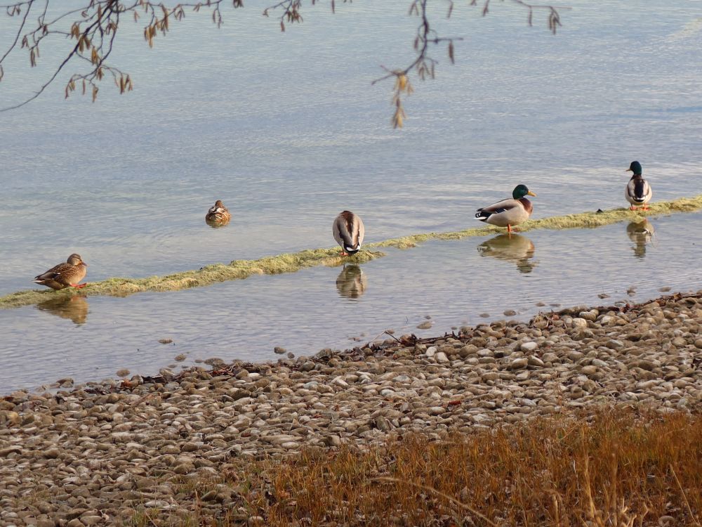 Enten am Seeufer