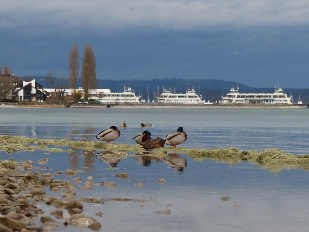 Enten und Autofähren