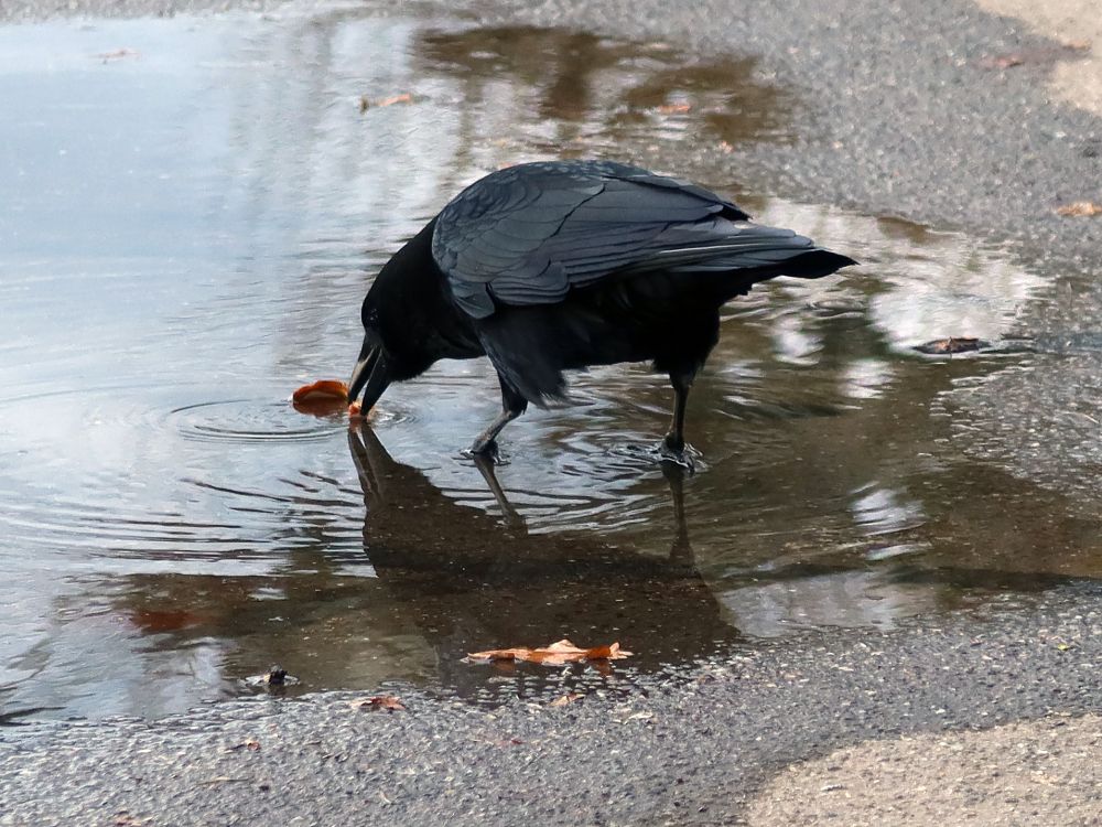 Vogel in der Pfütze