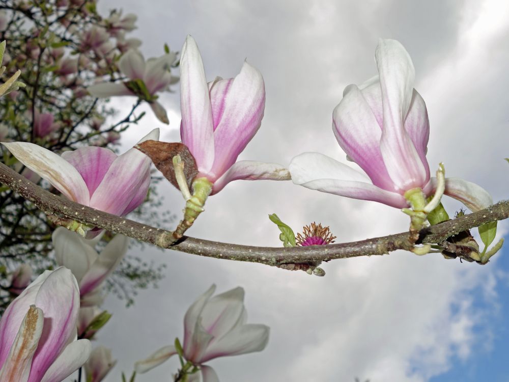 Magnolienblüten