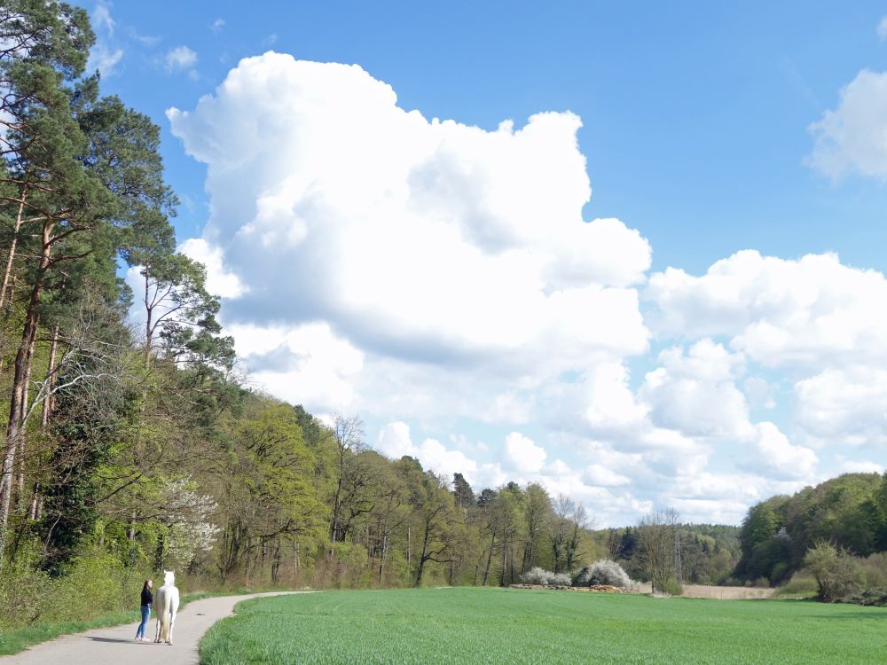 Waldrand Ulmisriedweg