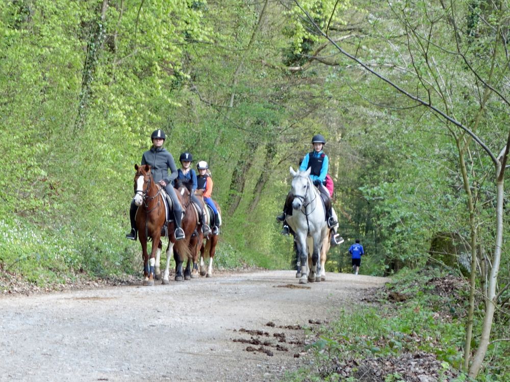 Reiter Im Langert