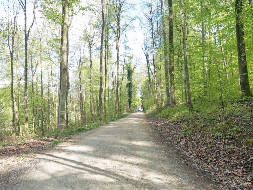 Waldweg zu St. Katharina