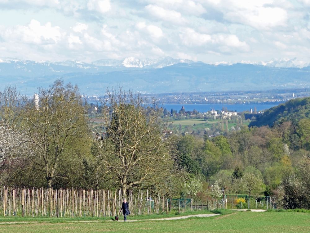 Alpen und Bodensee