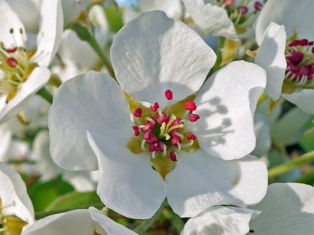 Apfelblüte