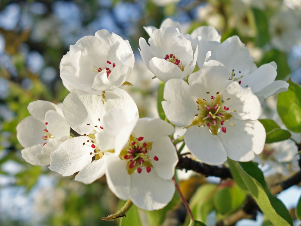 Apfelblüten