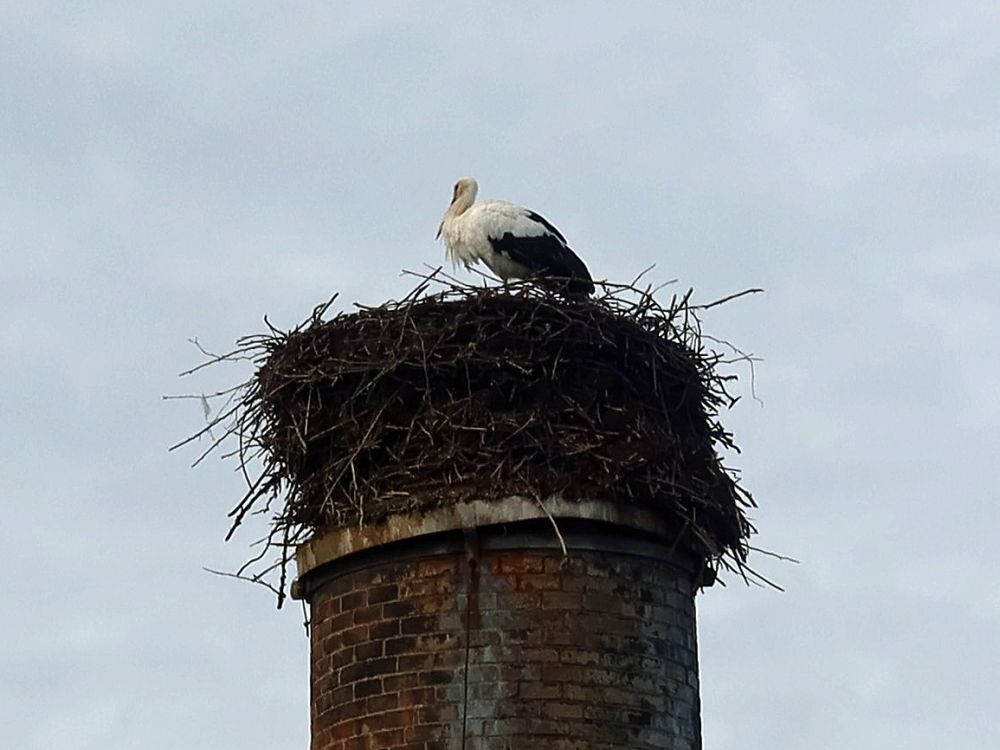 Storch auf dem Schornstein