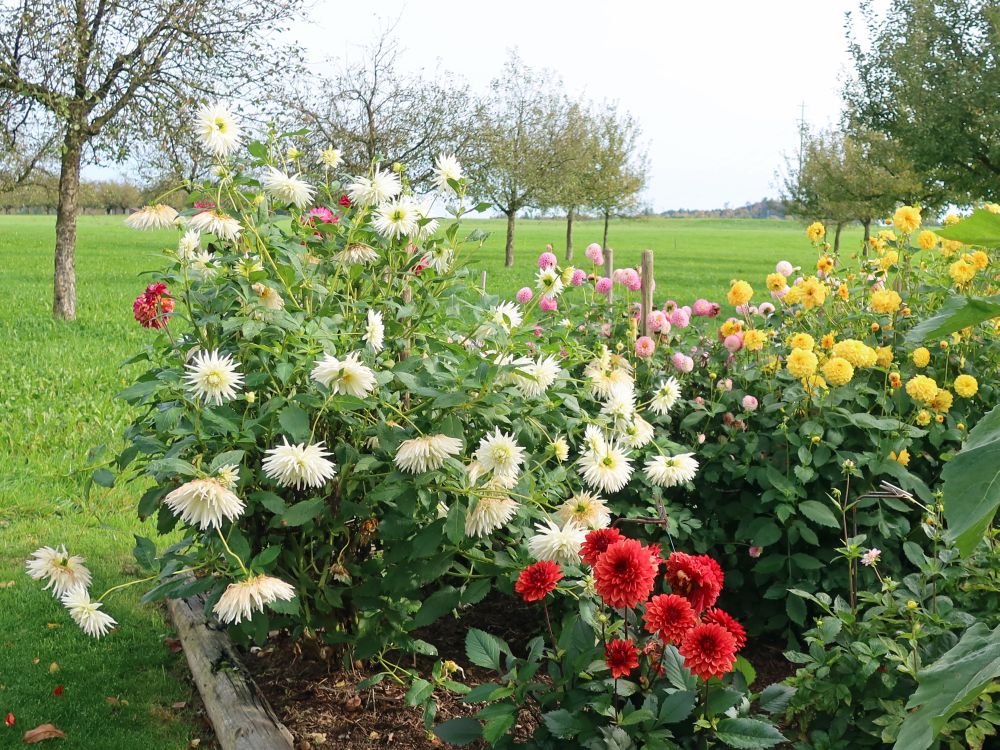 Blumenbeet im Schaugarten